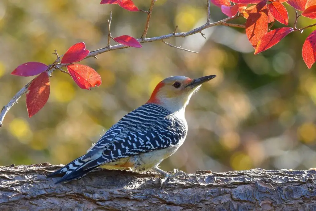 red-bellied woodpecker