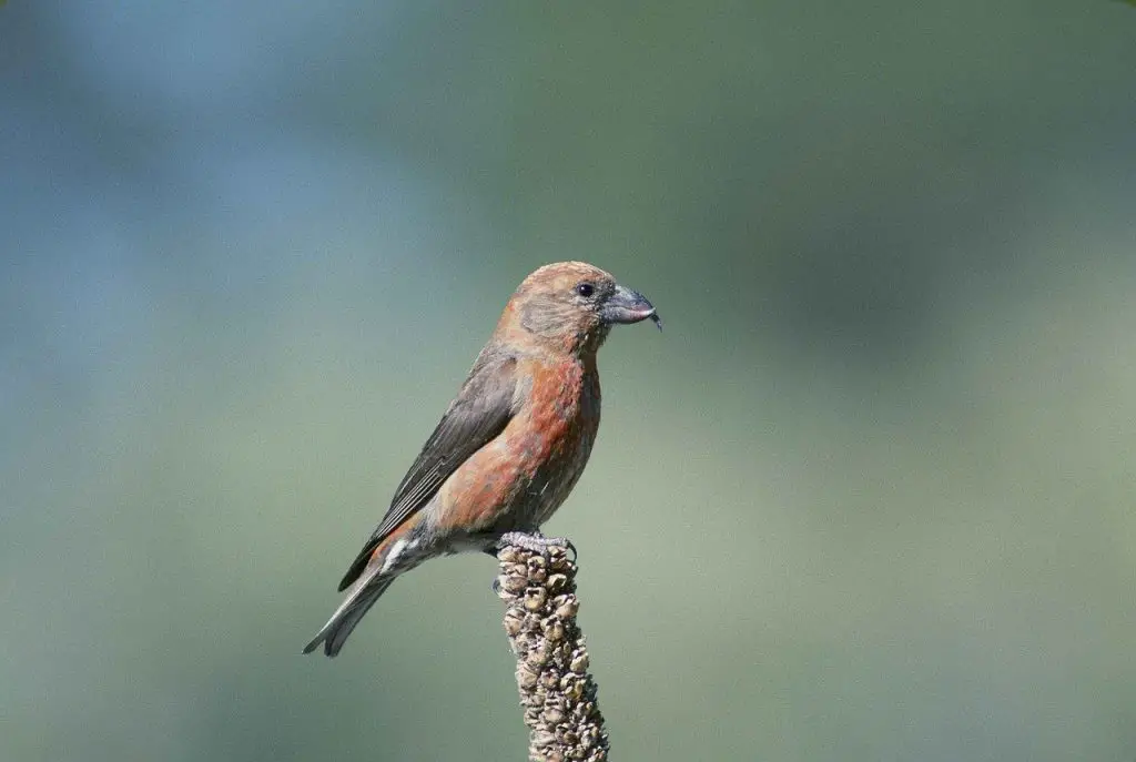 red crossbill