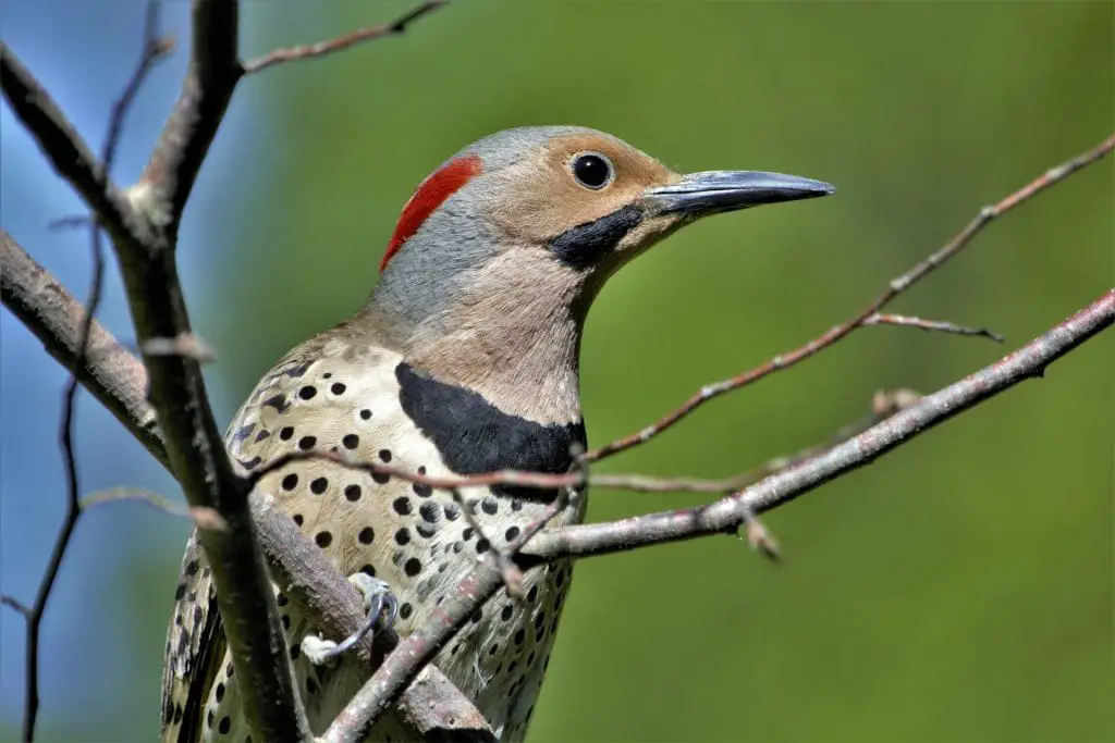 woodpecker - featured image