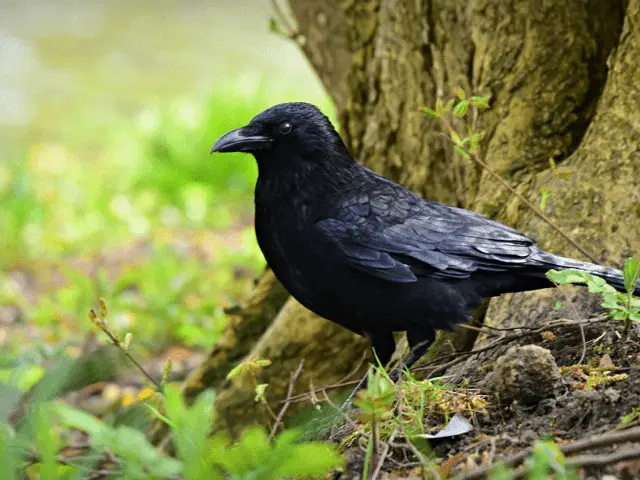 Crow on a tree trunk