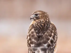 Back view of brown hawl