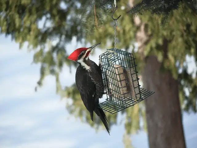 Black woodpecker hanging on a cage