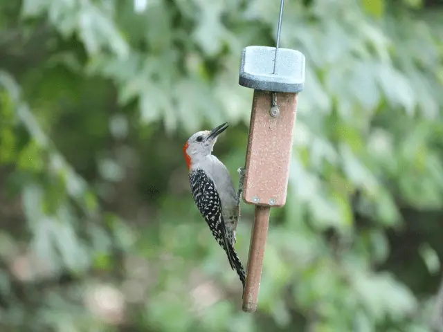 Red-Bellied Woodpecker on a piece of wood