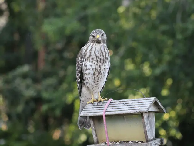 hawk on top of bird house