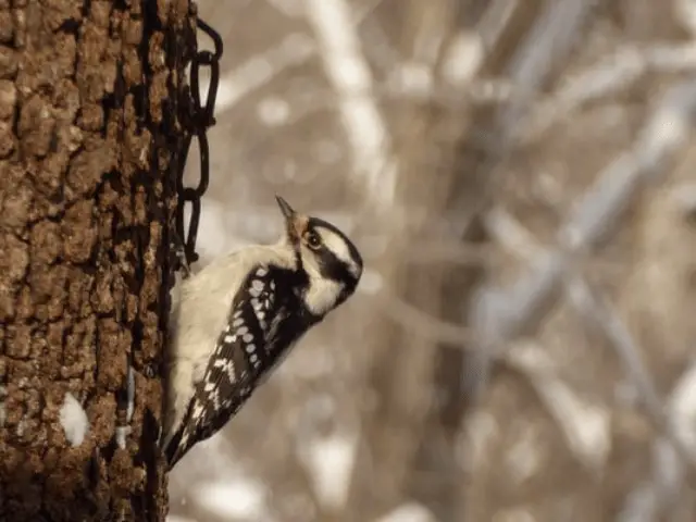 Brown Woodpecker on a tree