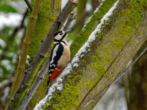 Black and Brown Woodpecker