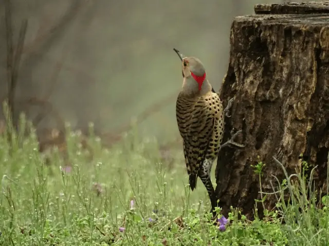 brown and red bird on a tree