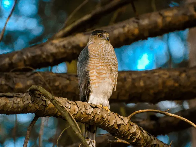 pinkish white and brown hawk
