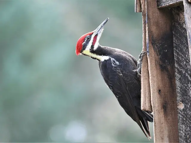 Red headed black woodpecker on a tree 