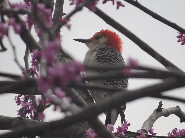 red-headed bird behind tree bracnhes