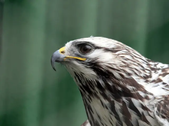close-up focus of a hawk