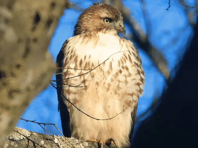 hawk facing right on a branch