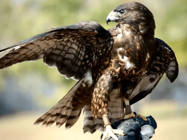 brown hawk 