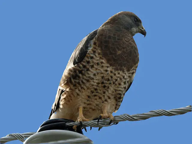 back view of a hawk on a branch