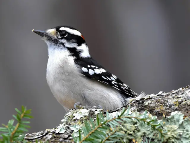 small black and white woodpecker