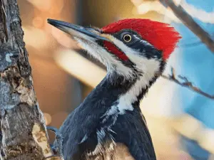 red and black woodpecker