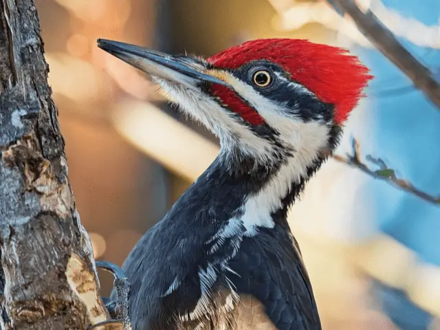 red and black woodpecker