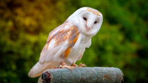 Barn Owl - Featured image Texas Owls