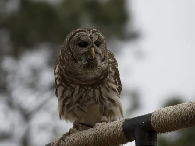 Brown owl with big eyes