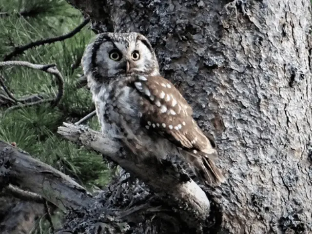 brown owl on a tree branch