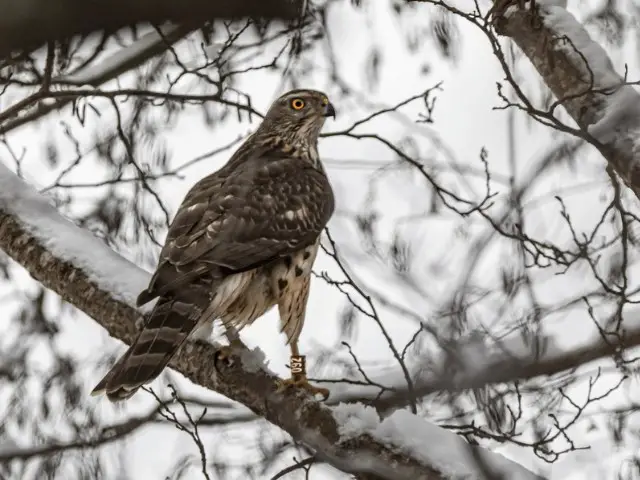 Brown hawk on snow