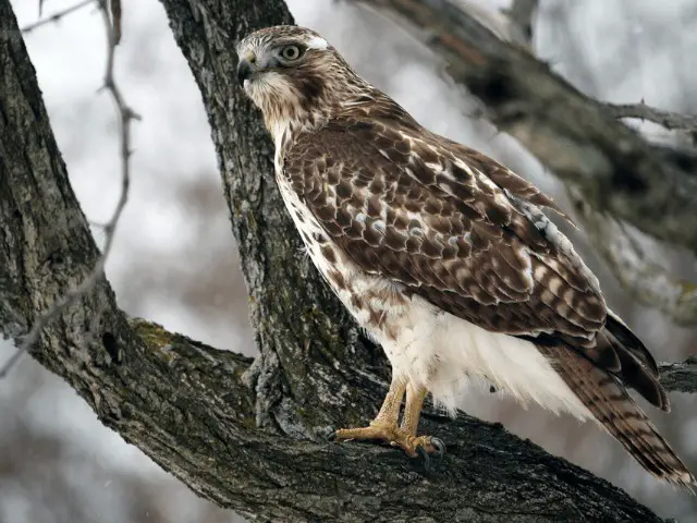 hawk on a tree branch