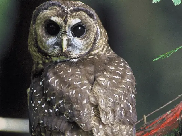Brown spotted Owl