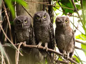 group of owls on a tree