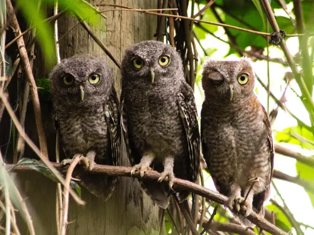 group of owls on a tree
