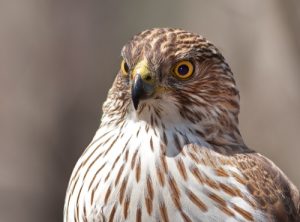 coopers-hawk-profile_2