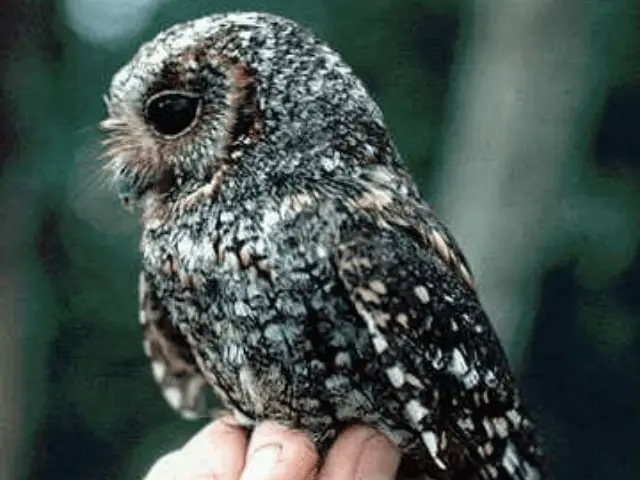 black and blue owl