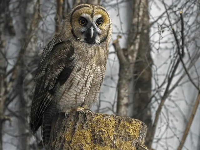 Brown owl standing on a wood log