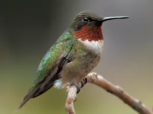 green and brown hummingbird