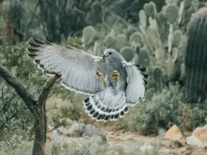 White and black hawk flying