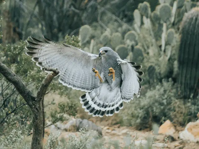 White and black hawk flying