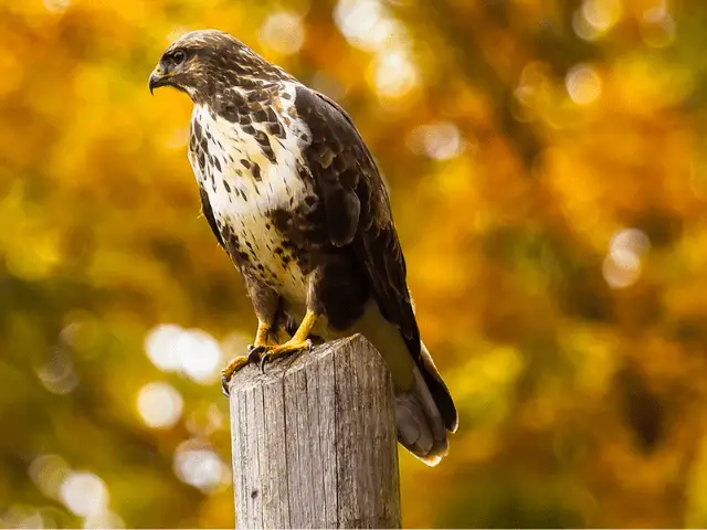 Brown hawk standing on a wood