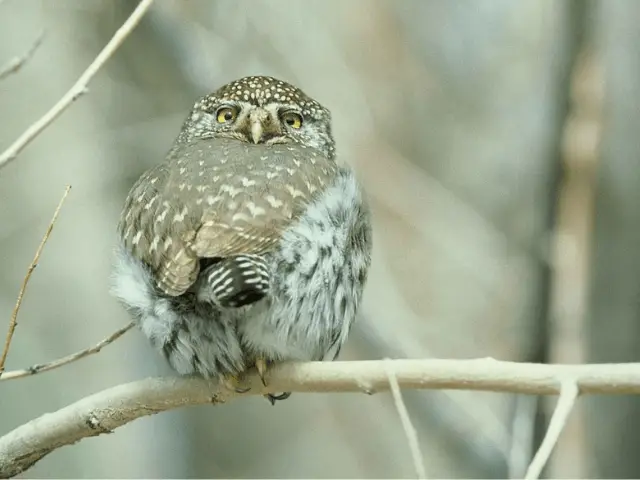 Dark brown and bluish hawk
