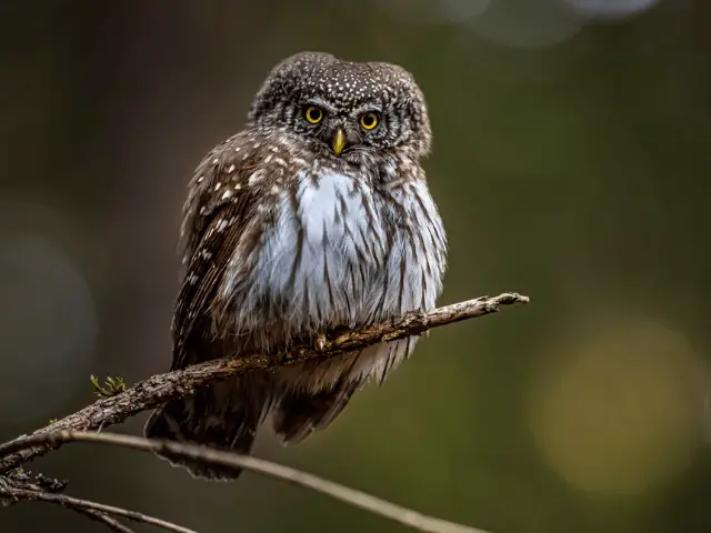 Gray owl on a tree branch