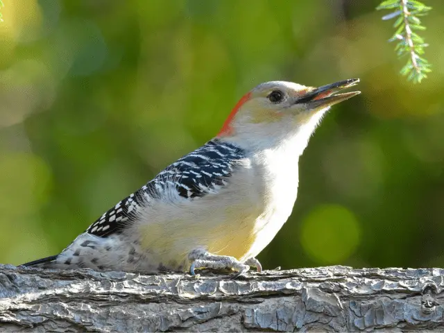 bird with zebra-like pattern on wings and orange pattern on head