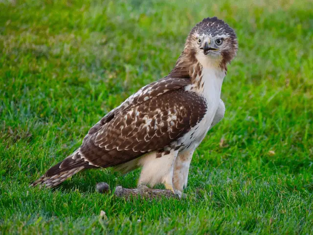 Reddish brown and white hawk
