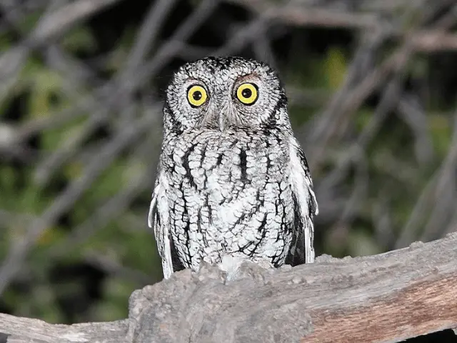 White and gray owl