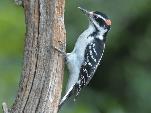 White and black woodpecker