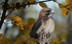 hawks in georgia - featured image