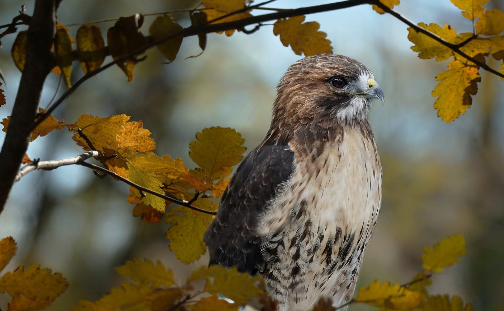 hawks in georgia - featured image