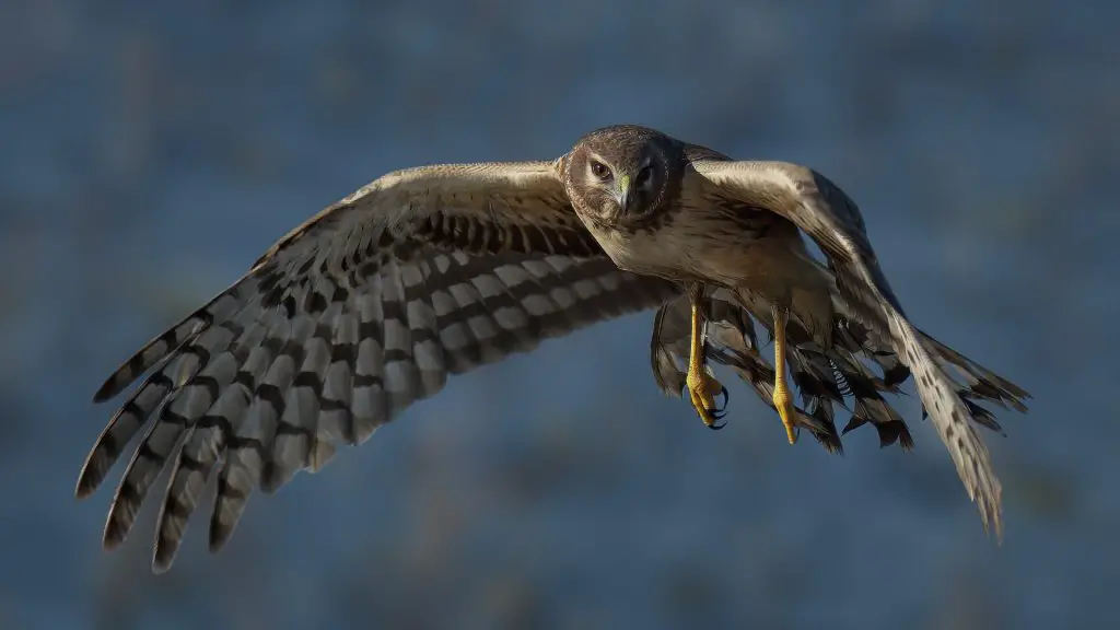 Big hawk flying