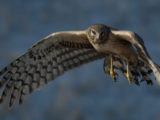 Brown hawk with open wings flying