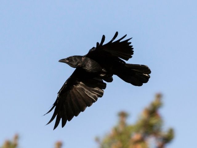 American Crow in midflight