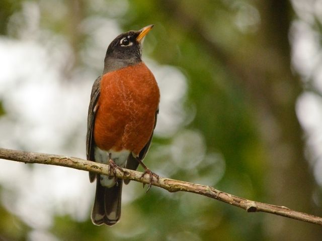 American Robin looking up a tree