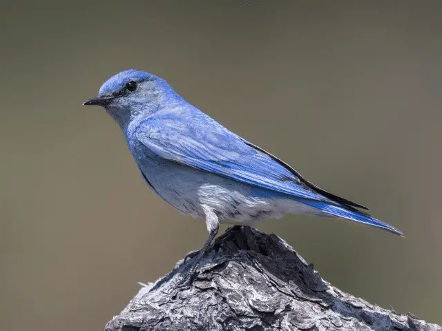 Birds in Colorado
