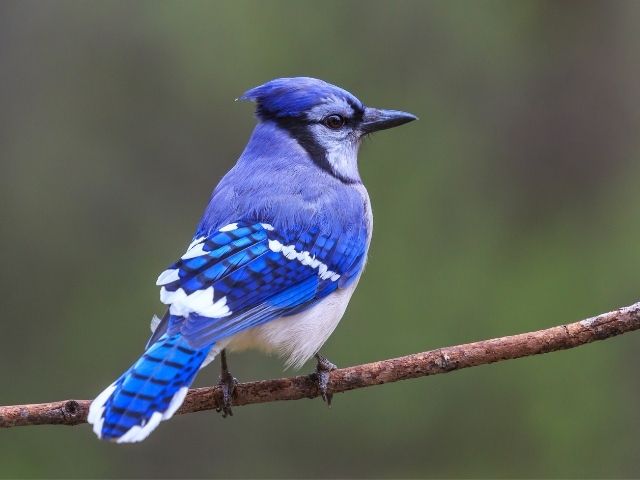 Blue Jay on branch during springtime